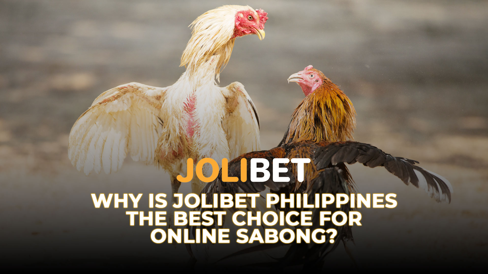 Jolibet Why is Jolibet Philippines the Best Choice for Online Sabong?